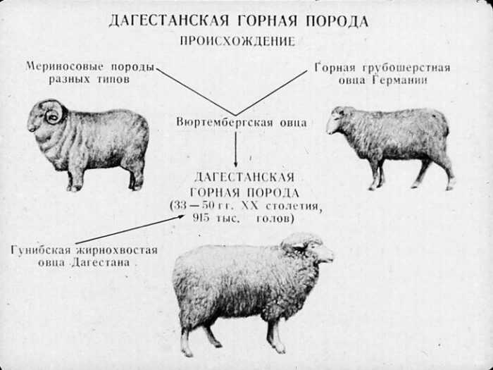 Овцы тарги: характеристики, происхождение, использование и информация о породе