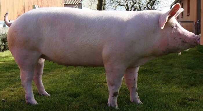 Большая белая свинья: характеристики, происхождение и информация о породе