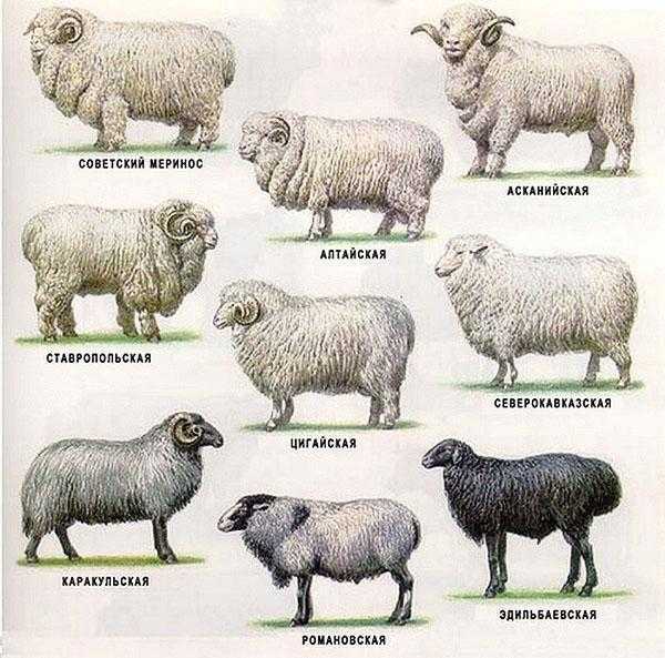 Список пород овец: разные типы овец для коммерческого разведения