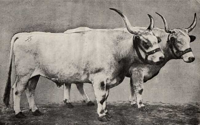 Украинский серый крупный рогатый скот: характеристики, использование и информация о полной породе