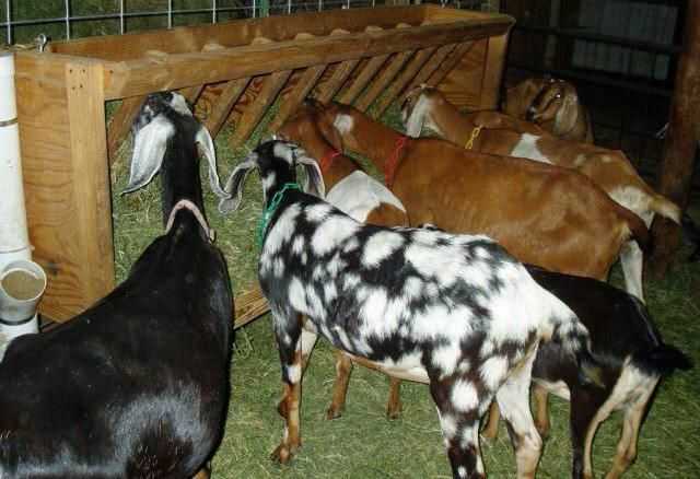 Сараи для молочных коз: как сделать стойла для молочных коз для начинающих