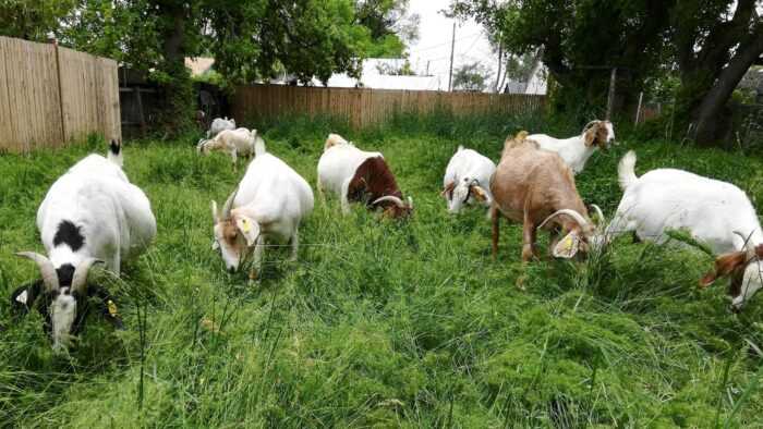 Verata Goat Farming: стартовый бизнес-план для начинающих