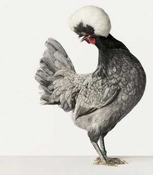 Голландская курица: характеристики, темперамент и информация о породе