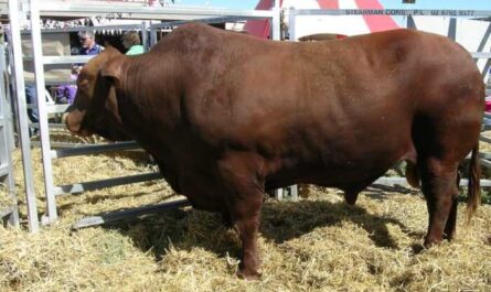 Крупный рогатый скот Санта-Гертрудис: характеристики, использование и полная информация о породе