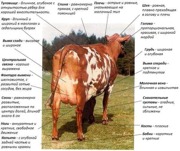 Гасконский крупный рогатый скот: характеристики, использование и информация о породе