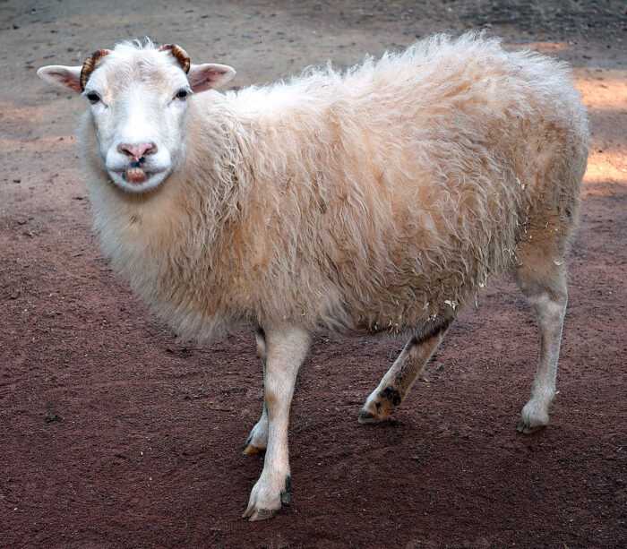 Овца рака: характеристики, происхождение, использование и информация о породе