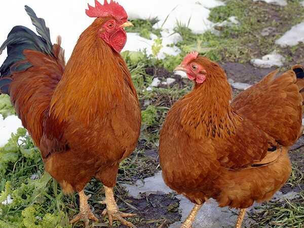 Цыпленок Нью-Гэмпшира: характеристики, темперамент и информация о породе