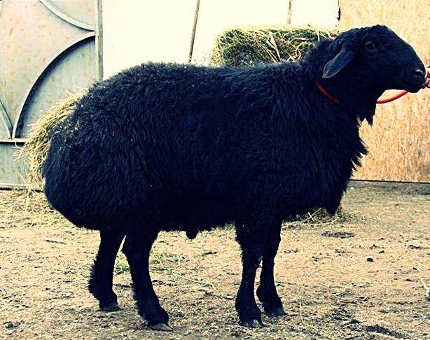 Высокогорная высокошерстная овца Ганьсу: характеристики и информация о породе