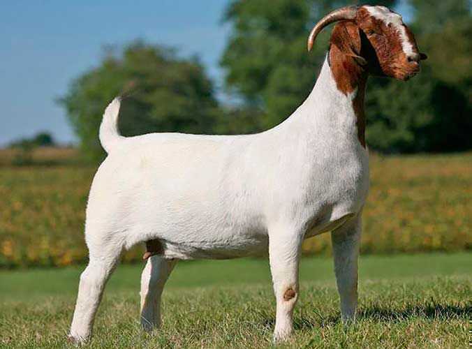 Бродячая коза: характеристики, происхождение, использование и информация о полной породе