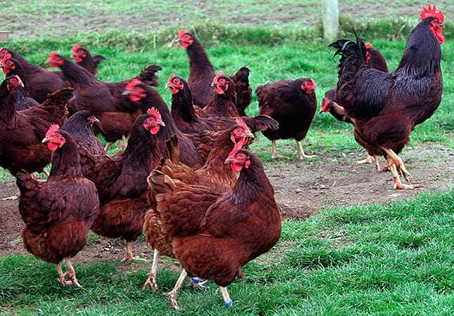 Род-айлендская красная курица: характеристики и информация о полной породе