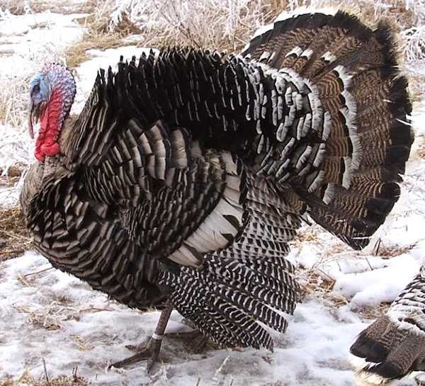 Narragansett Turkey Farming: стартовый бизнес-план для начинающих