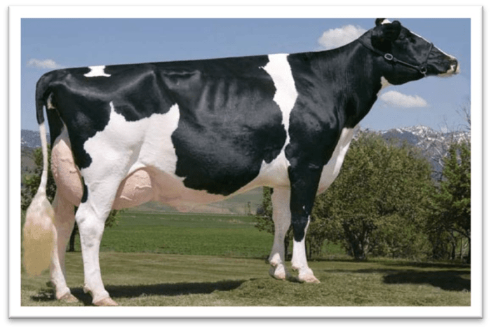 Крупный рогатый скот Nelore: характеристики, использование и информация о полной породе