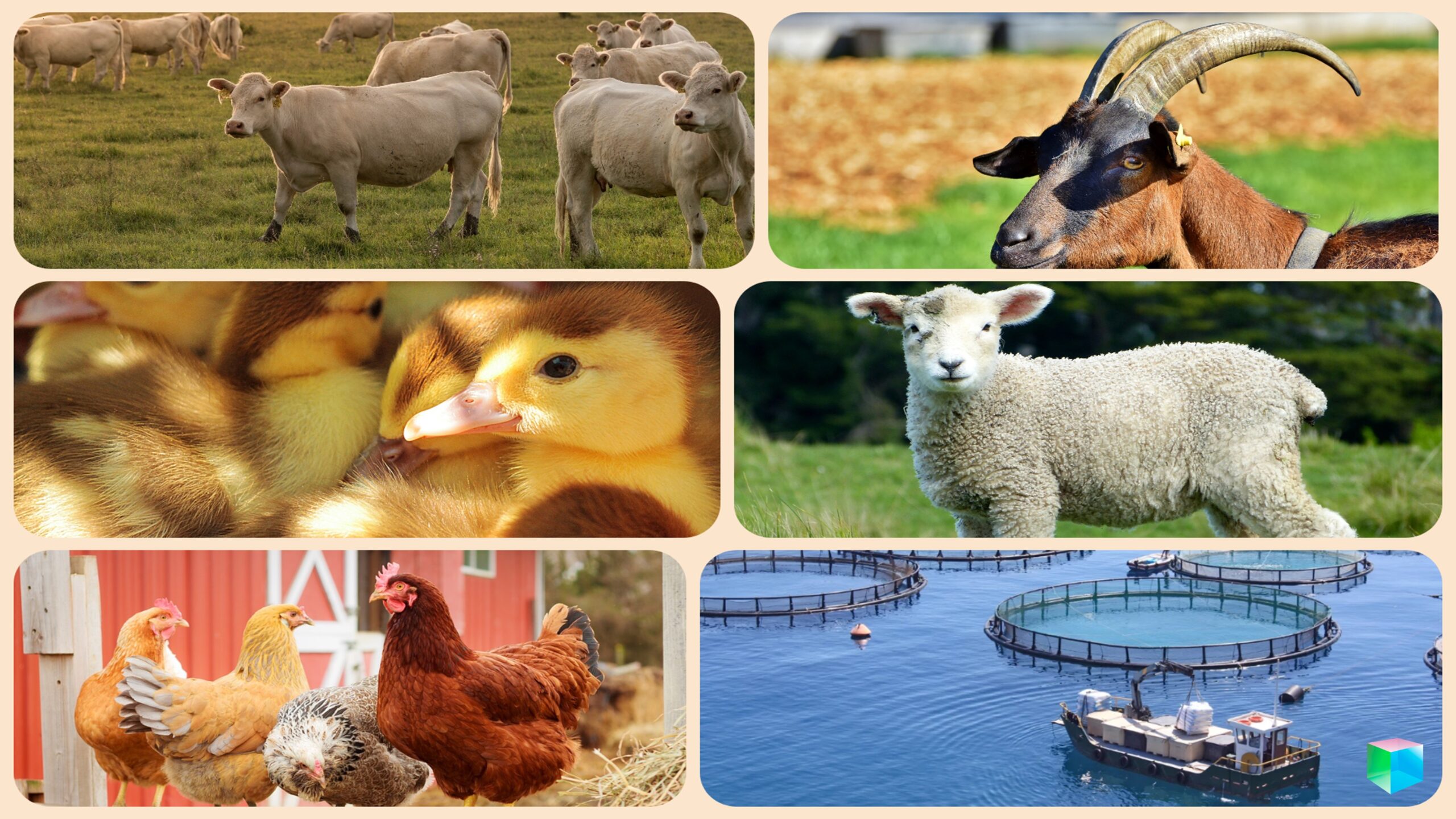 Камаргское животноводство: стартовый бизнес-план для начинающих