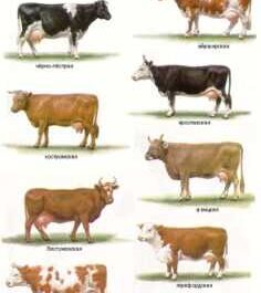 Крупный рогатый скот Kenkatha: характеристики и информация о полной породе