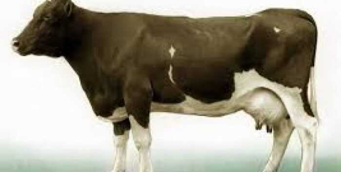 Бельгийский красный рогатый скот: характеристики и информация о породе