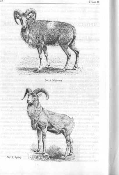 Овца Бибрик: характеристики, происхождение, использование и информация о породе