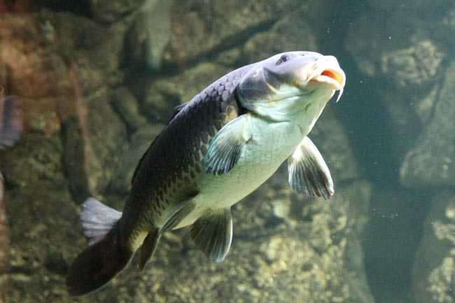Рыба пабда: характеристики, кормление, разведение и полная информация