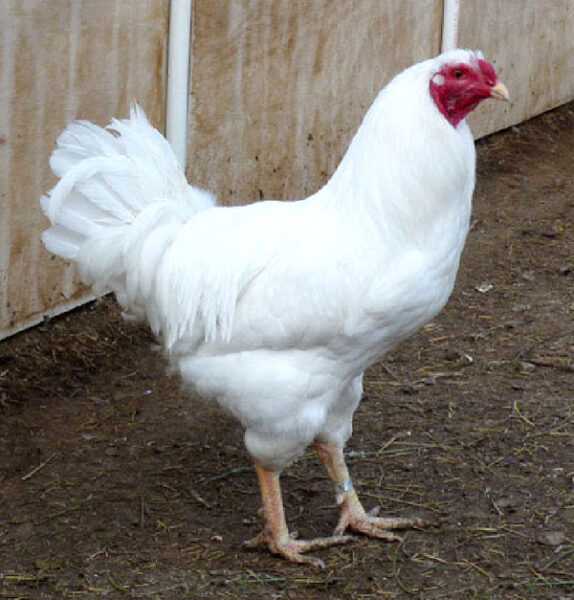 Chantecler Chicken Farming: стартовый бизнес-план для начинающих