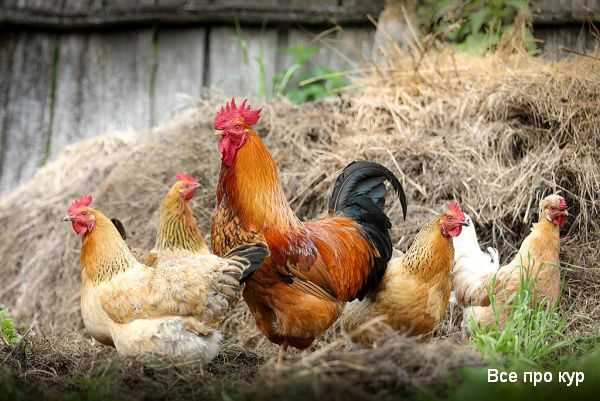Лучшие цыплята-несушки для начинающих: выберите правильную породу