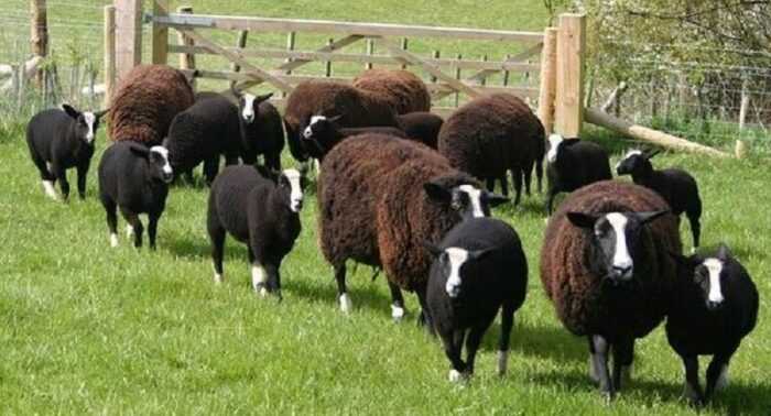 Овцы Zwartbles: характеристики, происхождение, использование и информация о породе