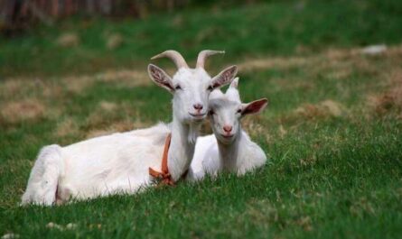 Выращивание коз для наживы: как разводить коз, чтобы зарабатывать деньги