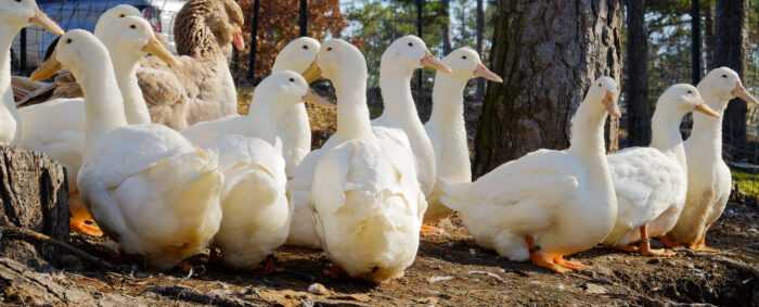 Aylesbury Duck Farming: стартовый бизнес-план для начинающих