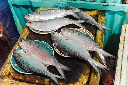 Рыба хильса: очень ценный вид рыб в Бангладеш и Южной Азии