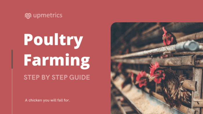 Dorking Chicken Farming: стартовый бизнес-план для начинающих