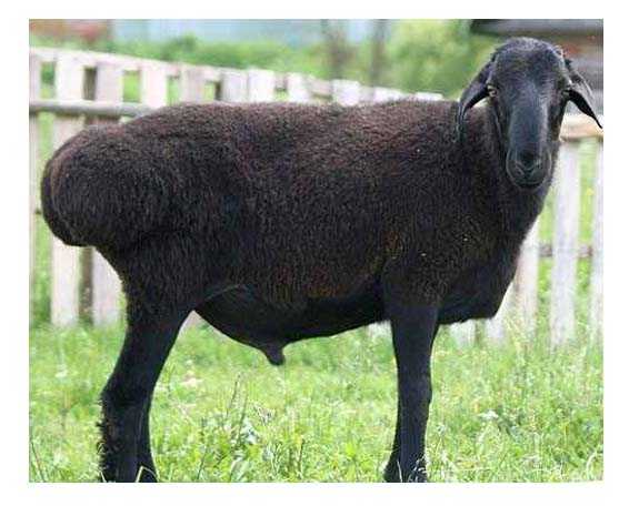 Овцы пелибуэй: характеристики, происхождение, использование и информация о породе