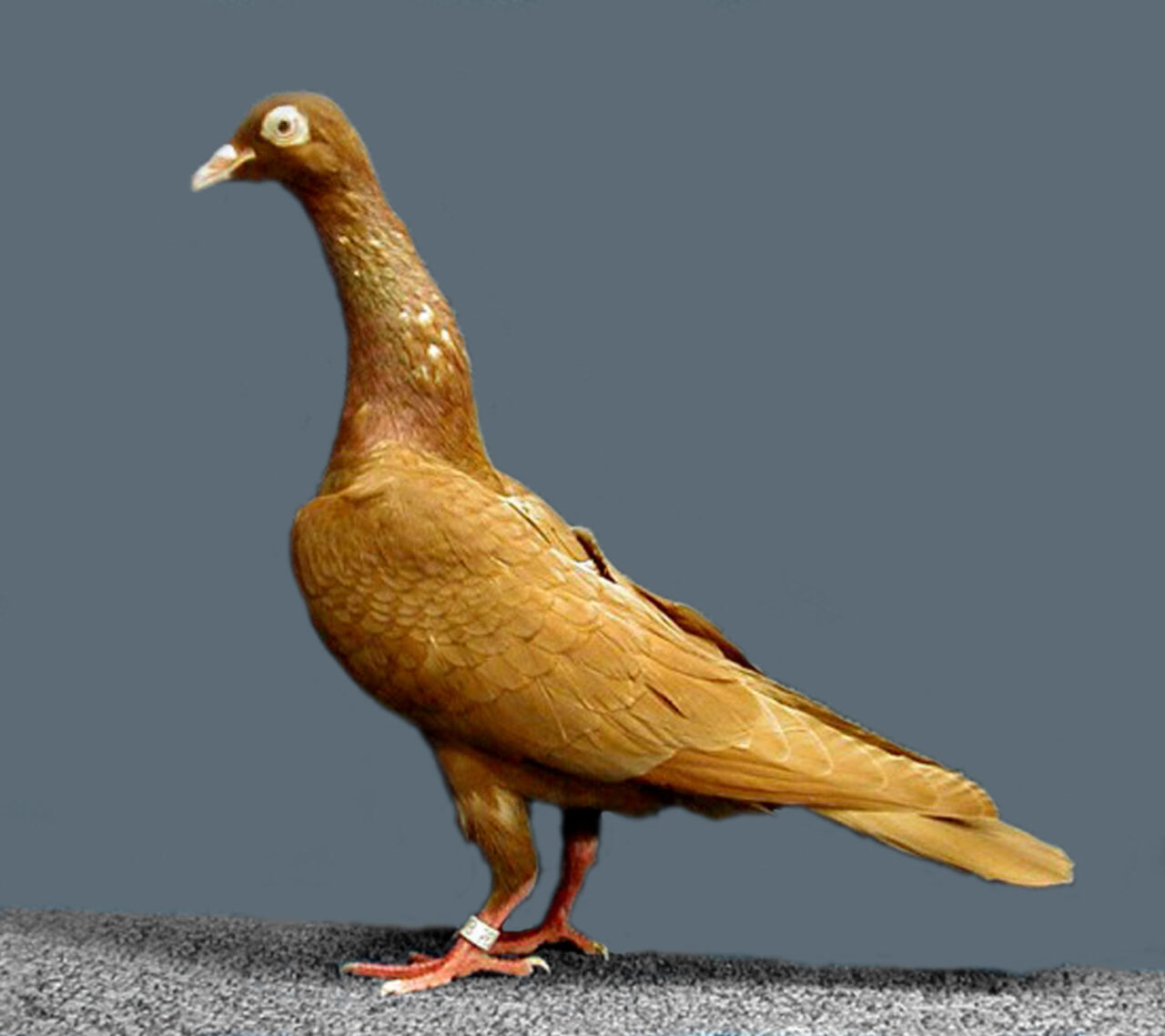 Stargard Shaker Pigeon: характеристики, использование и информация о породе