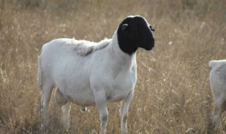 Овцы Ван Рой: характеристики, использование и информация о породе
