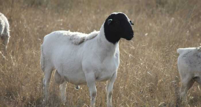 Овцы Ван Рой: характеристики, использование и информация о породе
