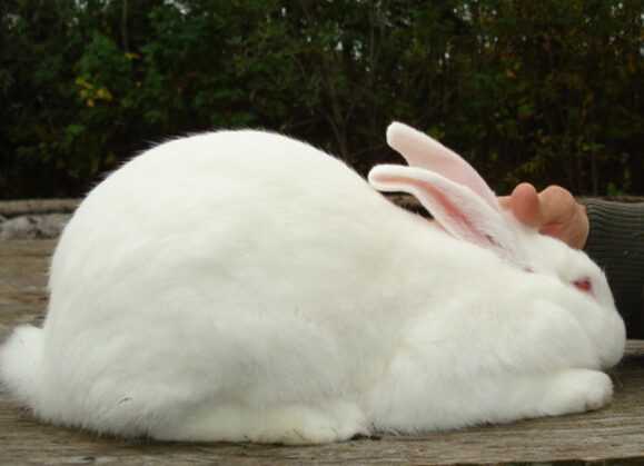 Американский собольный кролик: характеристики, использование и информация о полной породе