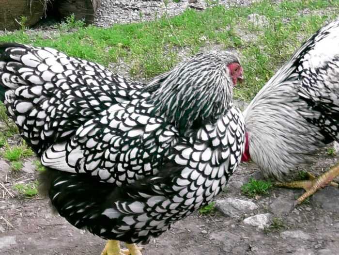 Голландский цыпленок бантам: характеристики, темперамент и информация о породе