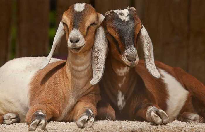 Англо-нубийская коза: характеристики, кормление, разведение и уход