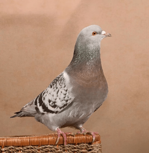 Ворбургский щитовой голубь: характеристики, использование и происхождение