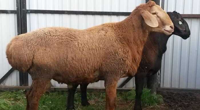 Баско-беарнская овца: характеристики, использование и информация о породе