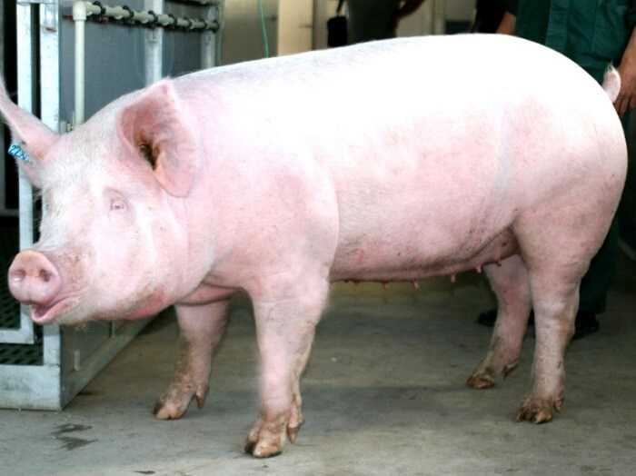 Средняя белая свинья: характеристики и информация о породе