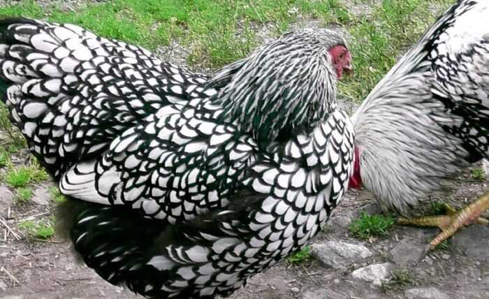 Цыпленок виандотт: характеристики, темперамент и информация о породе