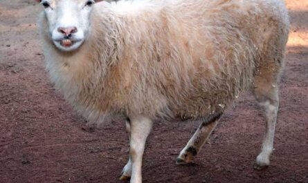 Котсуолдская овца: характеристики, происхождение, использование и информация о породе