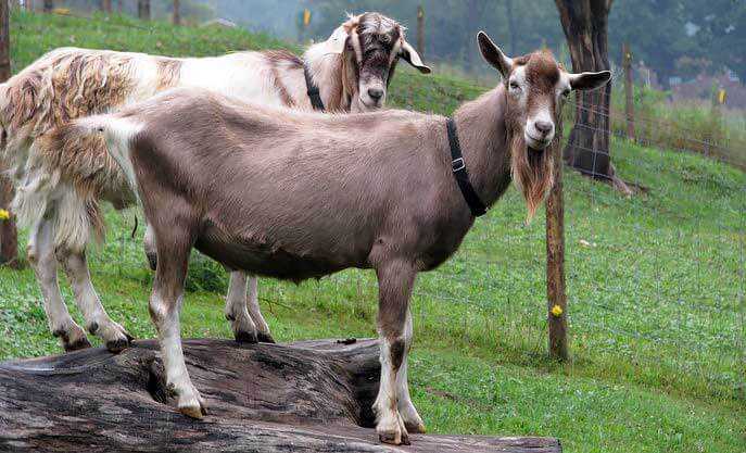 Тоггенбургская коза: характеристики, происхождение, использование и информация о полной породе