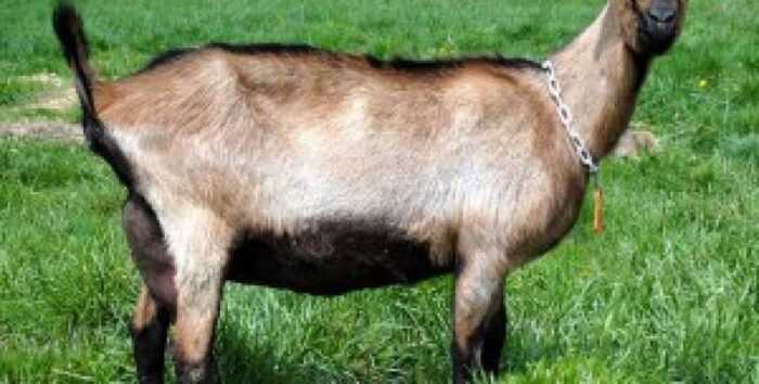 Цветная серна коза: характеристики, использование и информация о полной породе
