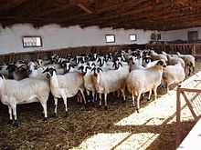 Хиосская овца: характеристики, происхождение, использование и информация о породе