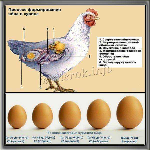 Цыпленок пенедесенка: характеристики, темперамент и информация о породе