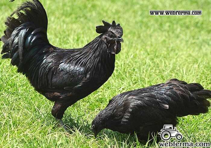 Цыпленок аям семани: характеристики и информация о полной породе