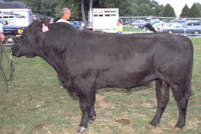 Крупный рогатый скот гелбви: характеристики, использование и информация о породе