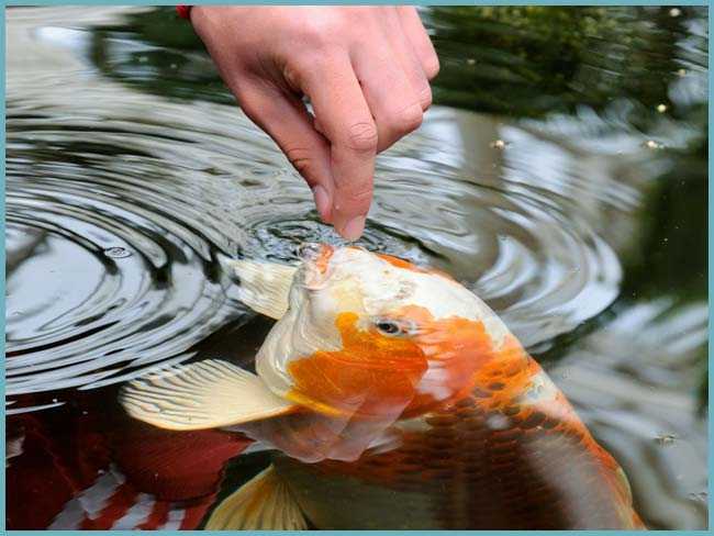 Натуральный корм для рыб: что рыбы едят естественным образом из пруда