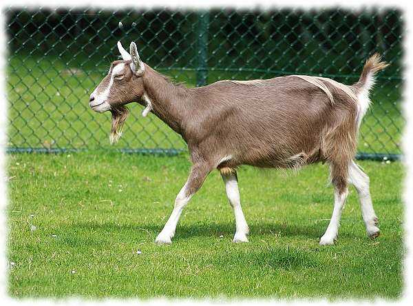 Донская коза: характеристики, использование и информация о полной породе