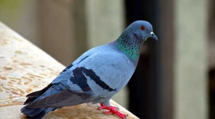 Хохлатый сулицкий голубь: характеристики, использование и информация о породе
