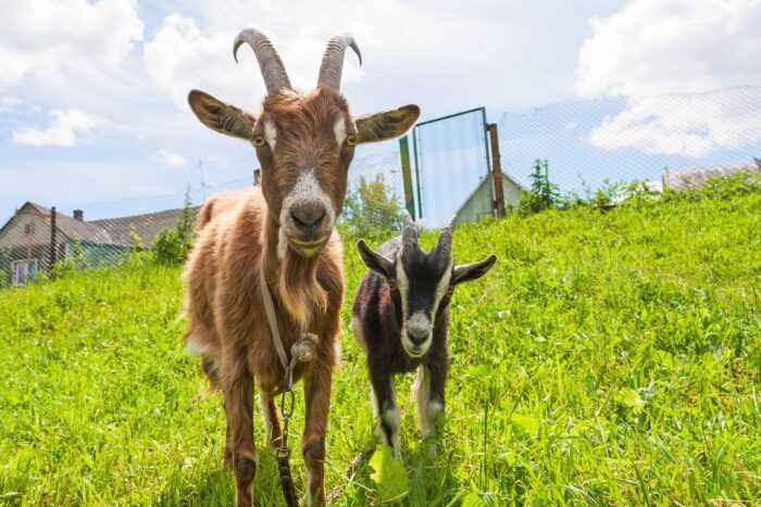 Как намочить козу: Руководство для начинающих по промыванию козы